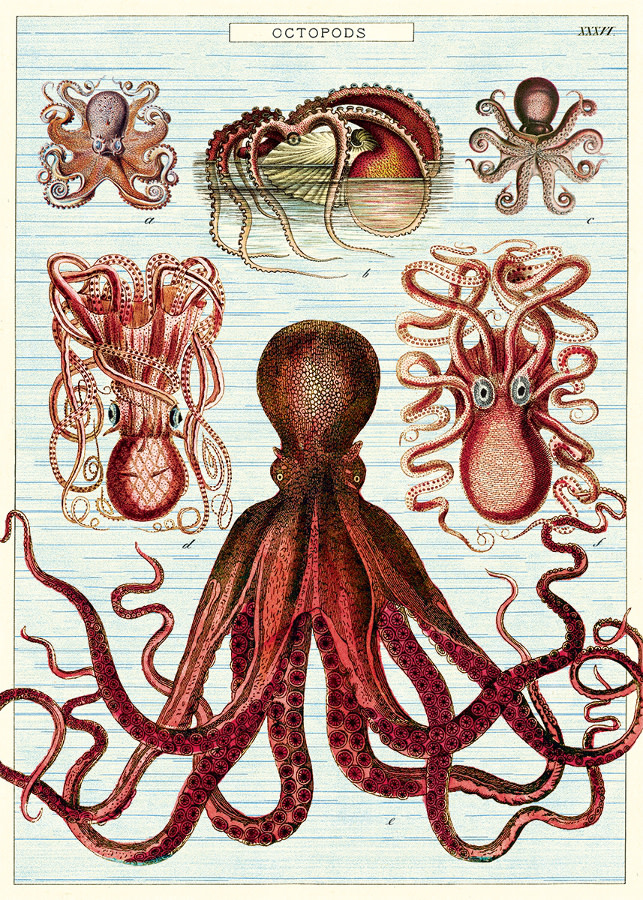 cavallini-and-co-octopods-poster