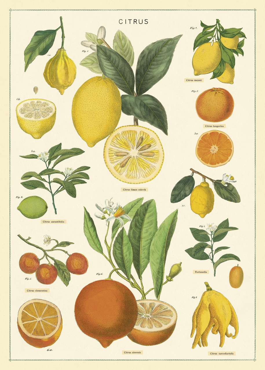 Cavallini & Co Citrus Poster