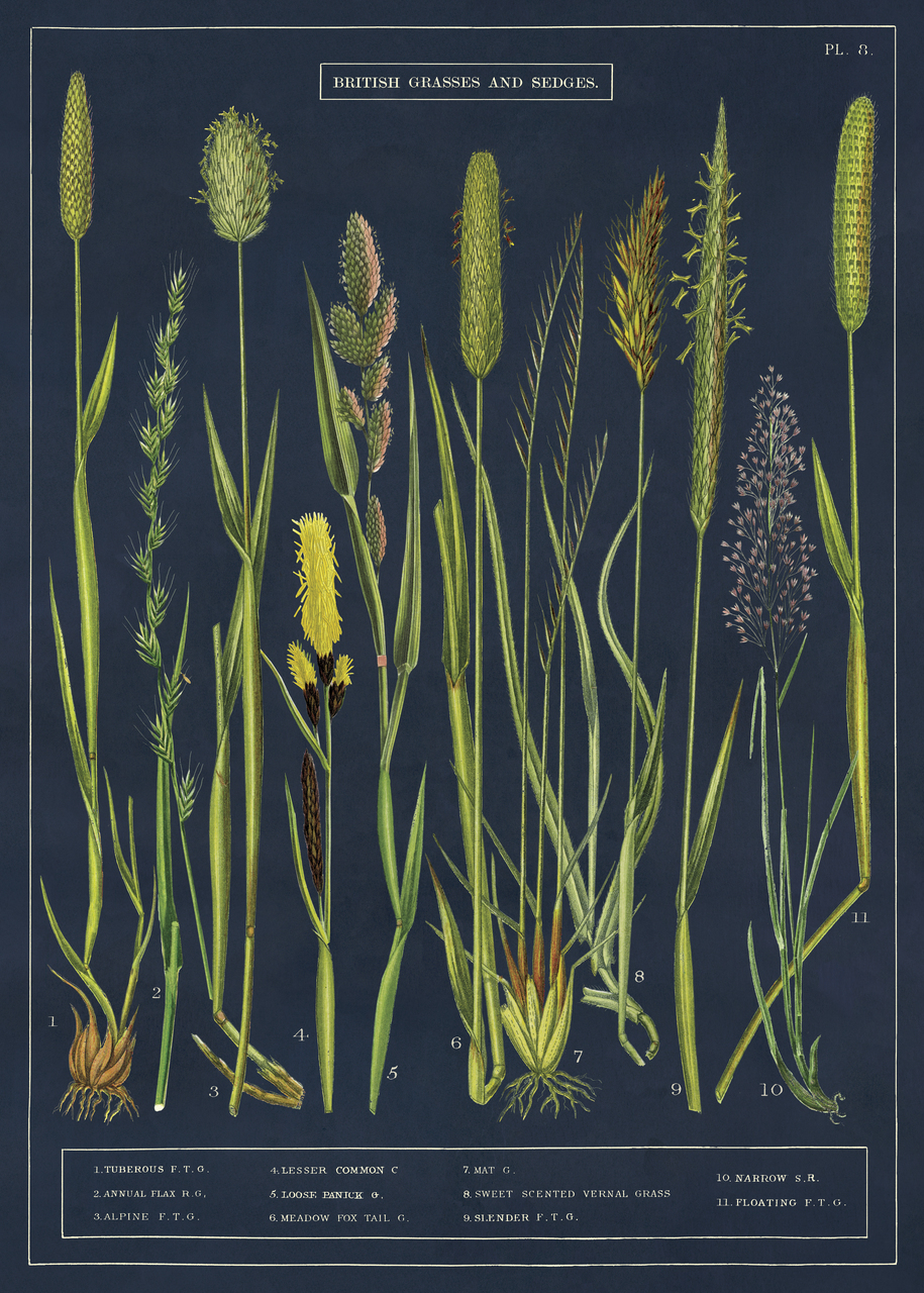 cavallini-and-co-grasses-and-sedges-poster