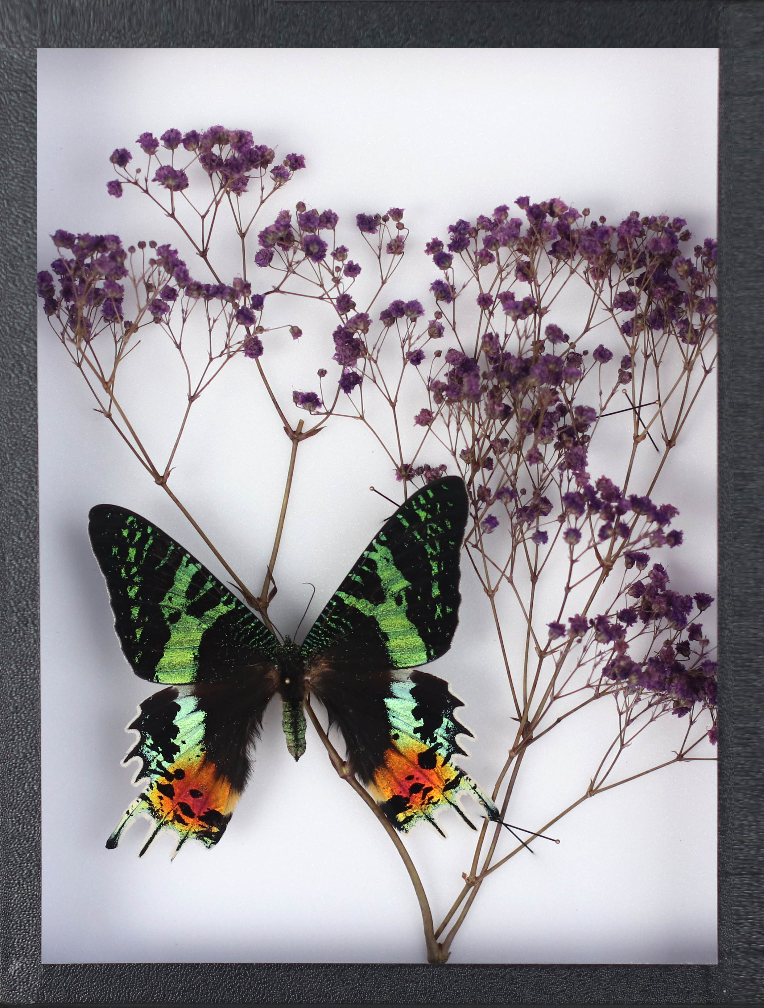 Adelaide Avril Explorations BURTERFLY URANIA RIPHEUS & GYPSOPHILIA PURPLE