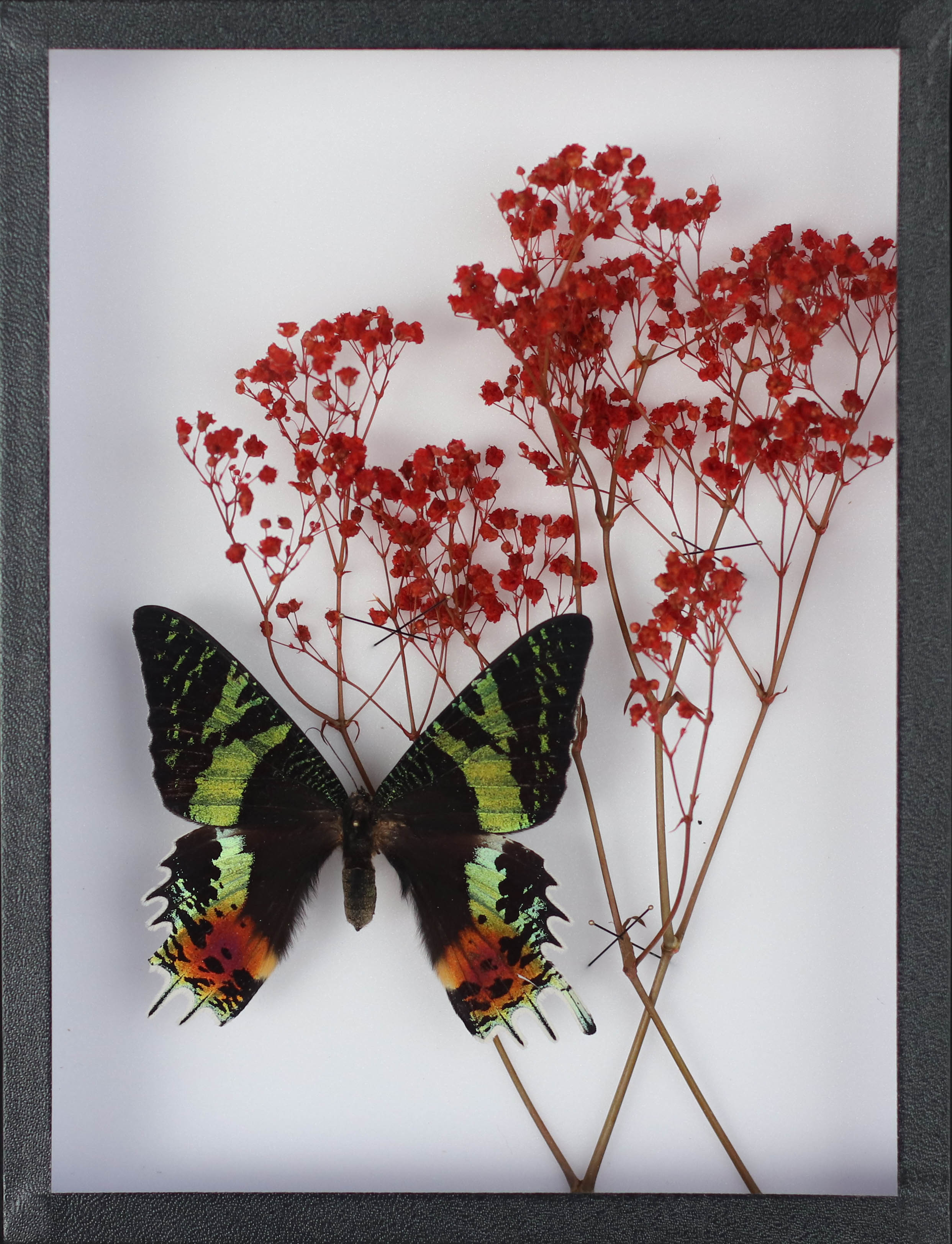 Adelaide Avril Explorations BURTERFLY URANIA RIPHEUS & RED GYPSOPHILIA 