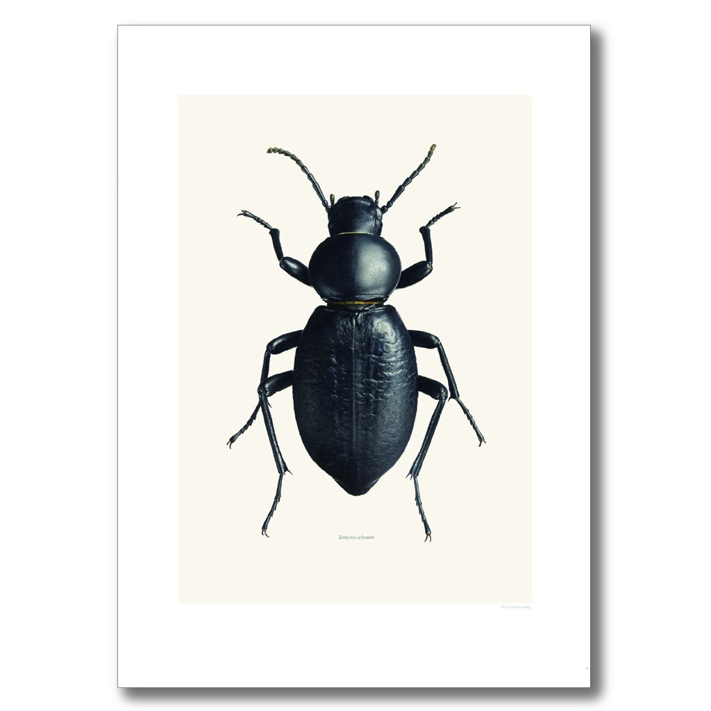 Liljebergs 21 x 29.7cm Black Beetle Print