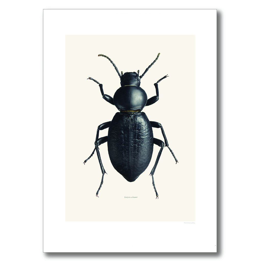 Liljebergs 60 x 80cm Black Beetle Print