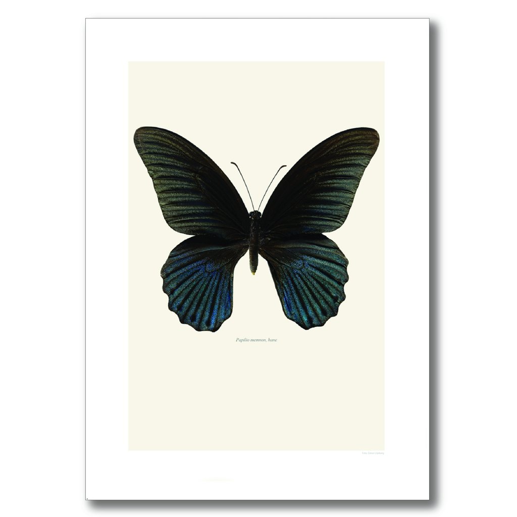 Liljebergs 60 x 80cm Black Great Mormon Butterfly Print