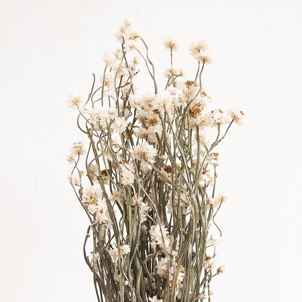 Little Deer Natural Dried Everlasting Sandflower Ammobium Bunch