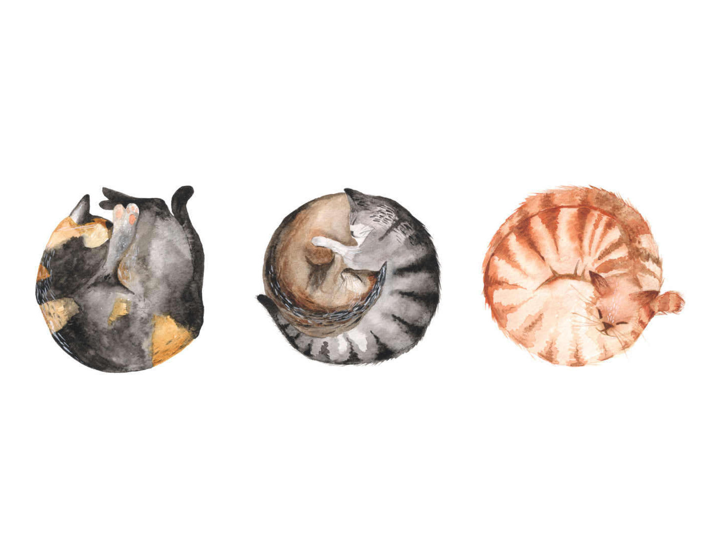 hattie-buckwell-sleeping-cats-a3-art-print