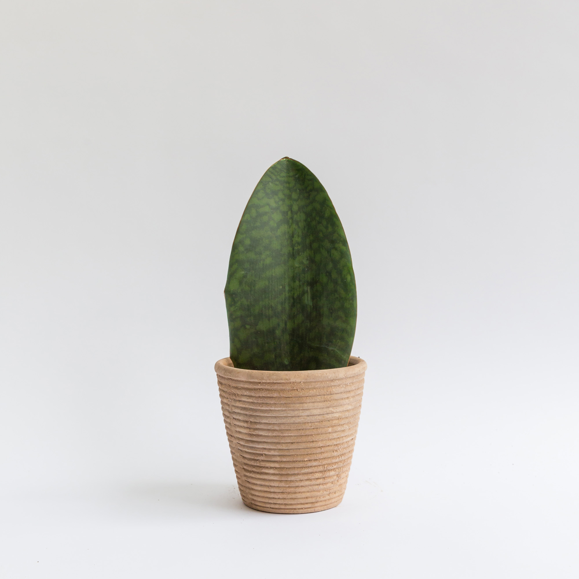 Forest Sansevieria Masoniana Victoria House Plant