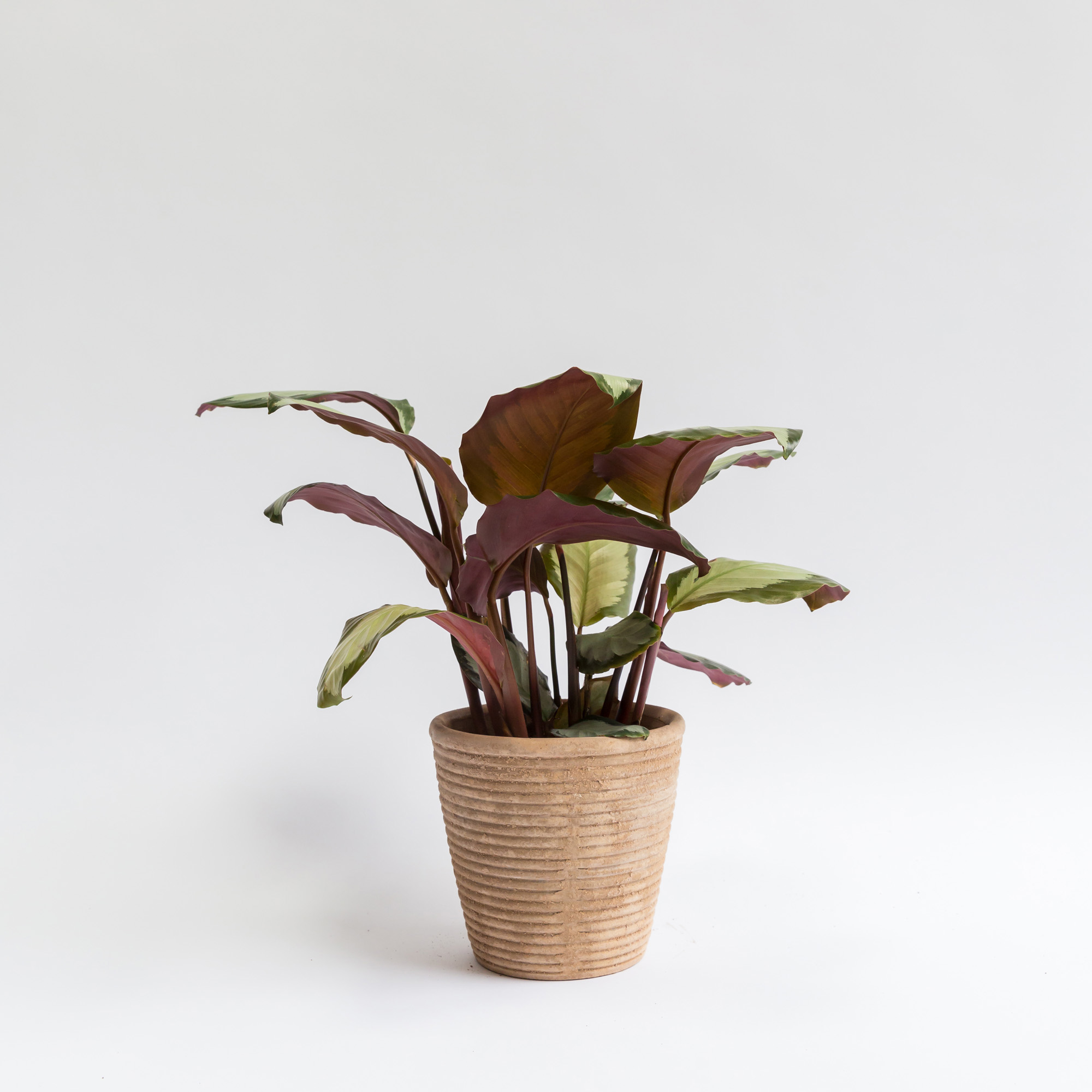 Forest Calathea Roseopicta Corona