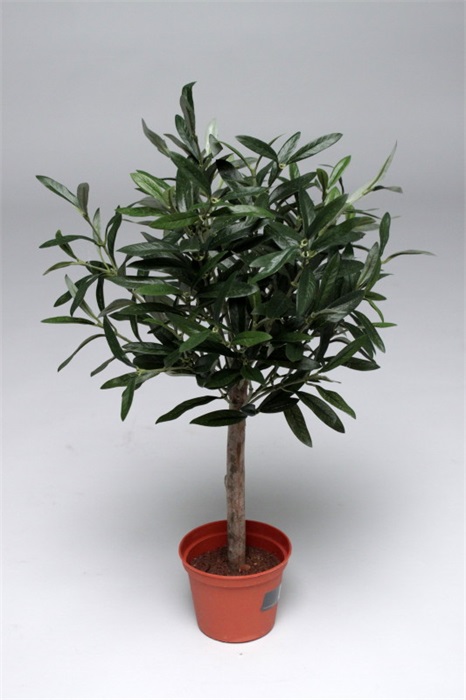 Vranckx Artificial Mini Olive Tree