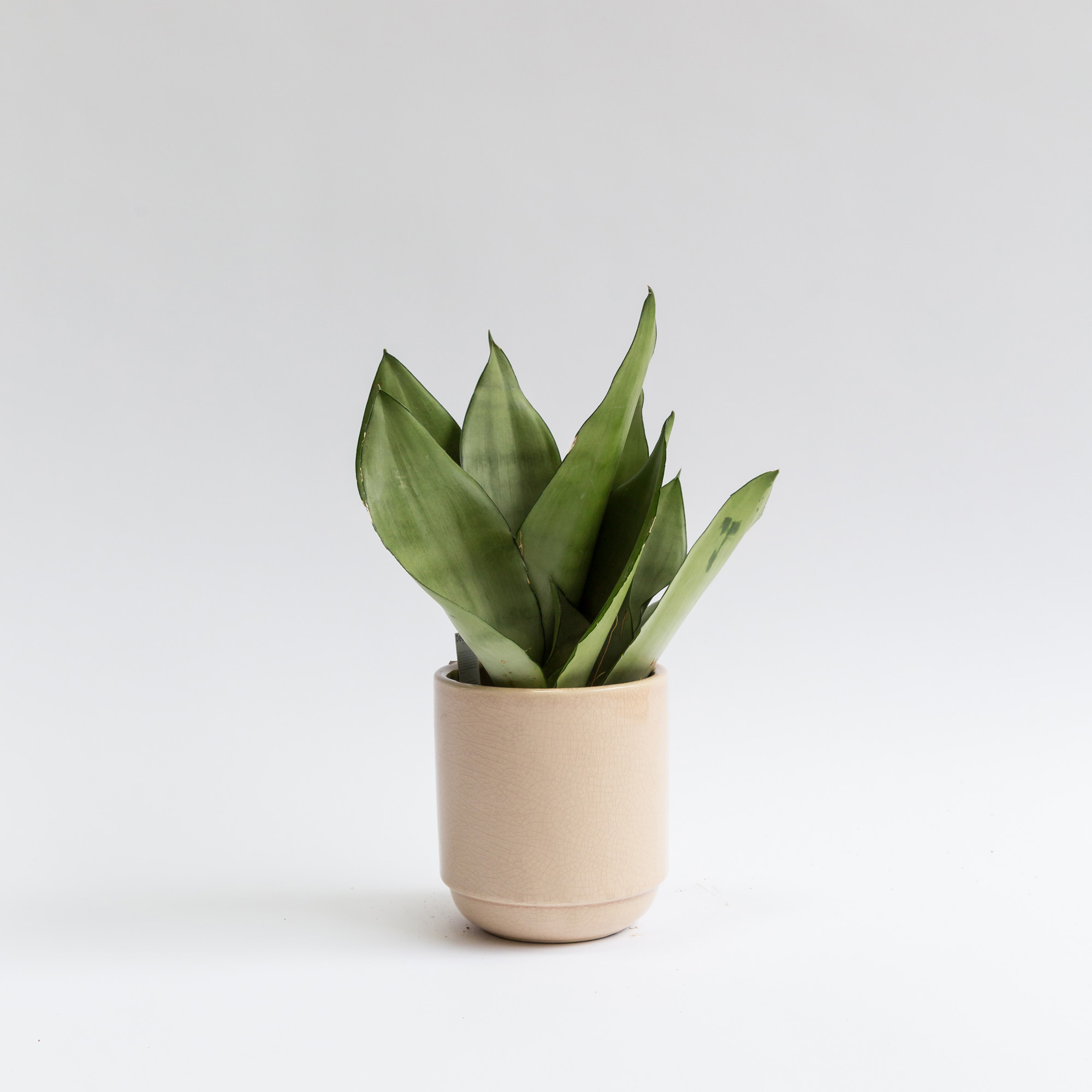 Forest Sansevieria Moonshine House Plant