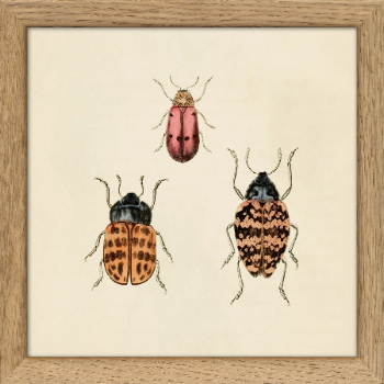 thedybdahl-co-sq063-insects-print-in-frame