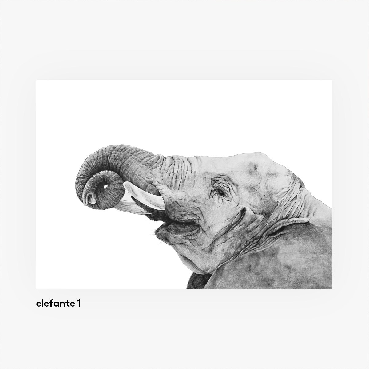 casa atlantica Elefant - Animal illustrations poster A3