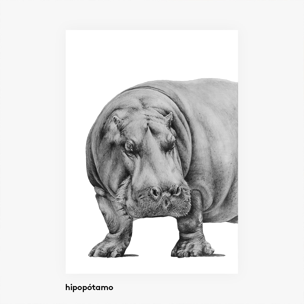casa atlantica Hippopotamus - Animal illustrations poster A3