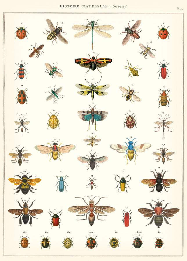Cavallini & Co Natural History Insects Poster