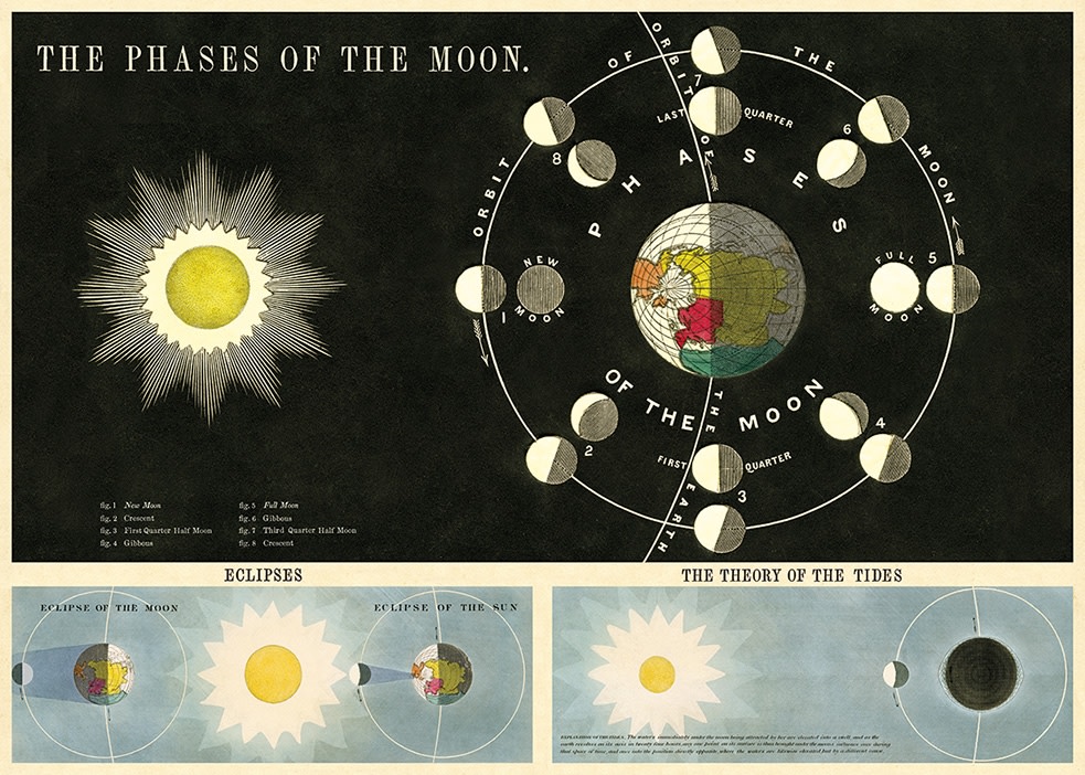 Cavallini & Co Phases of The Moon Poster