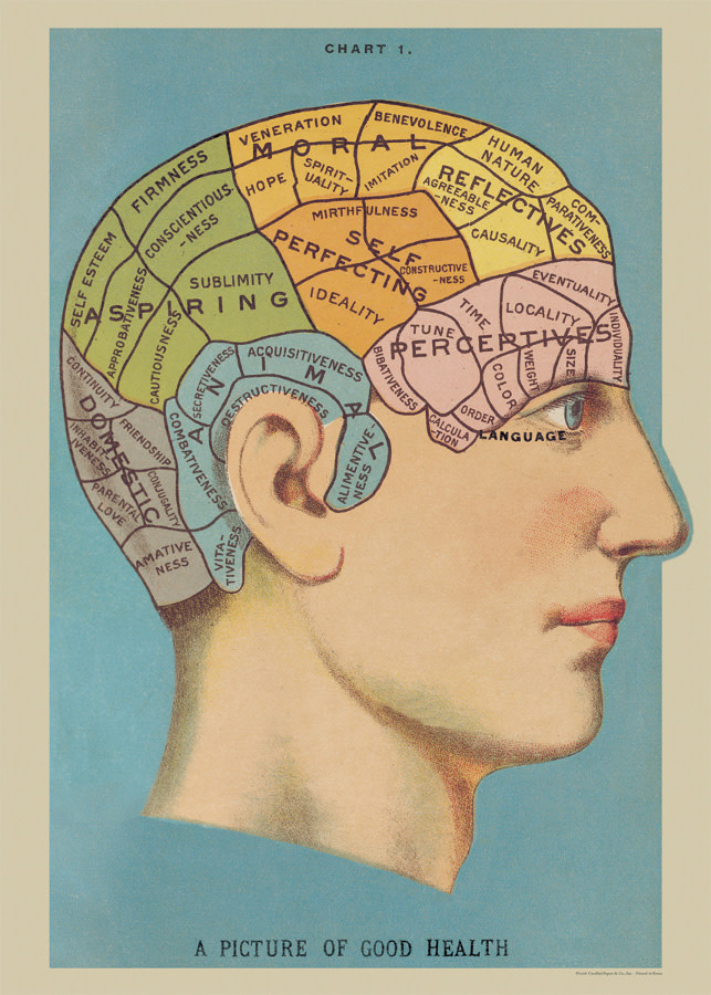 cavallini-and-co-phrenology-poster