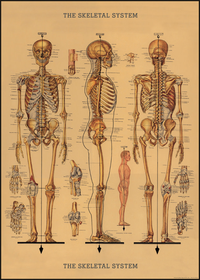 Cavallini & Co Skeleton Poster