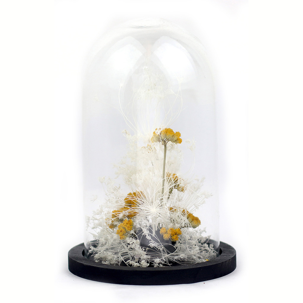 ADELAIDE AVRIL Glass dome  Preserved and dry flowers Honey