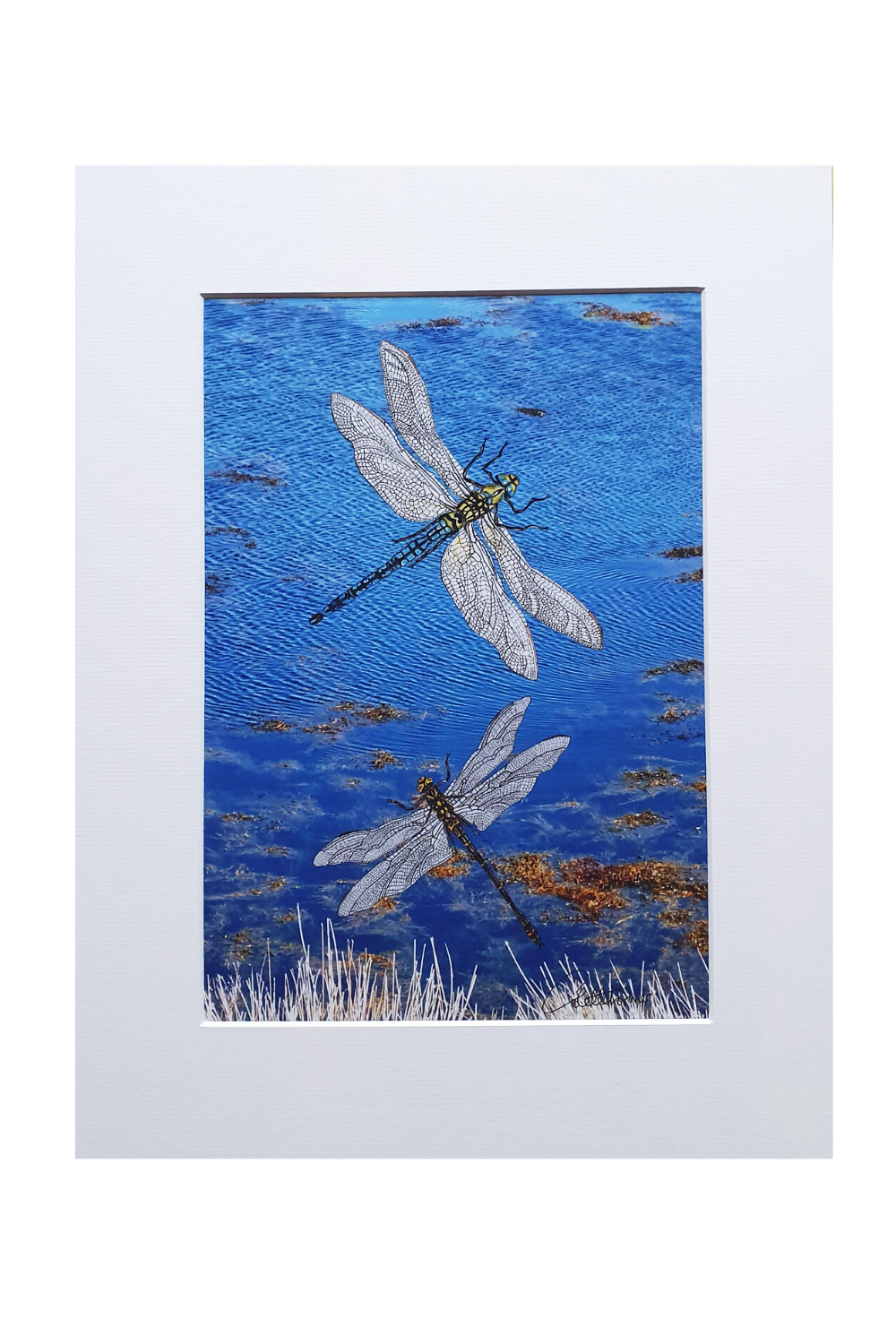 Canvasbutterfly Dragonflies on Blue Water Art Print