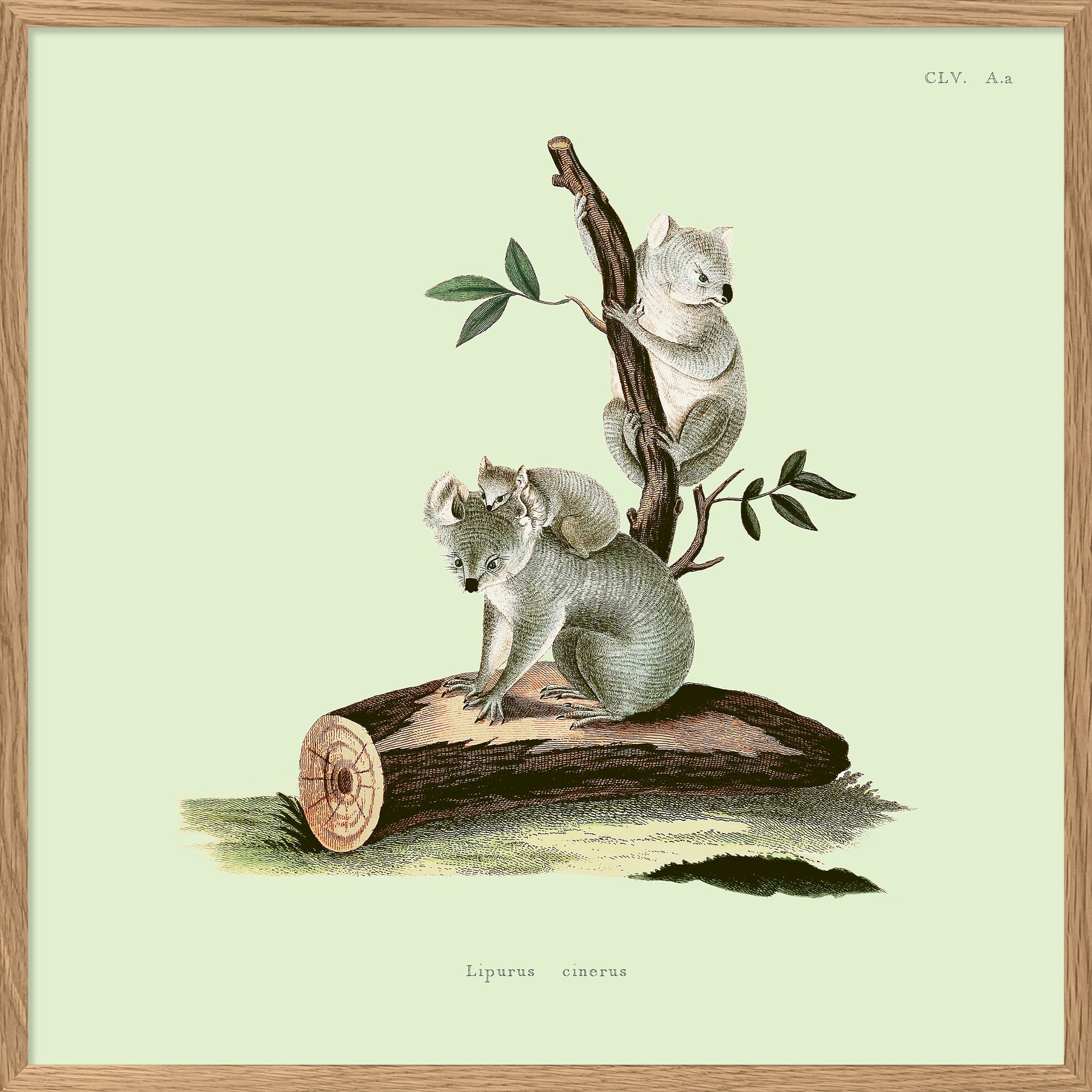 TheDybdahl Co. Koalas Print for Children's Room