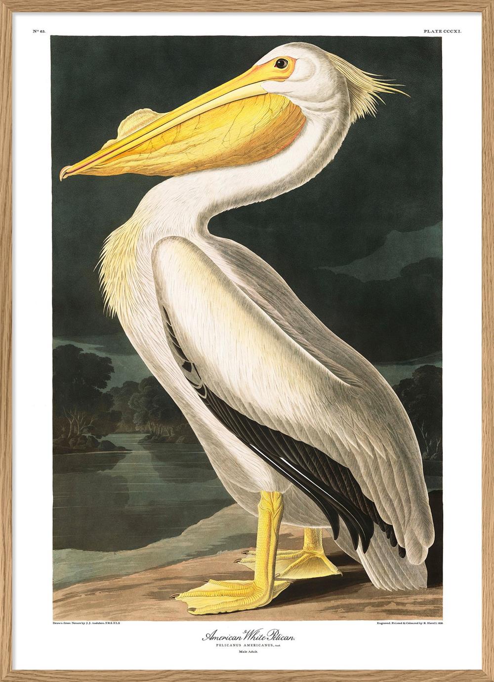  the Dybdahl Company 50 x 70cm Pelican Poster