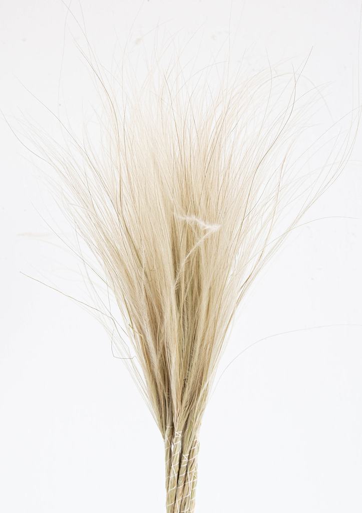 Little Deer Dried Natural Stipa Penata Feather Grass