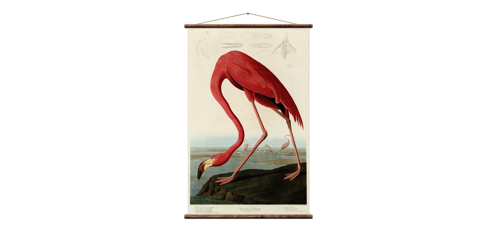 Erstwhile American Flamingo Wall Hanging Print