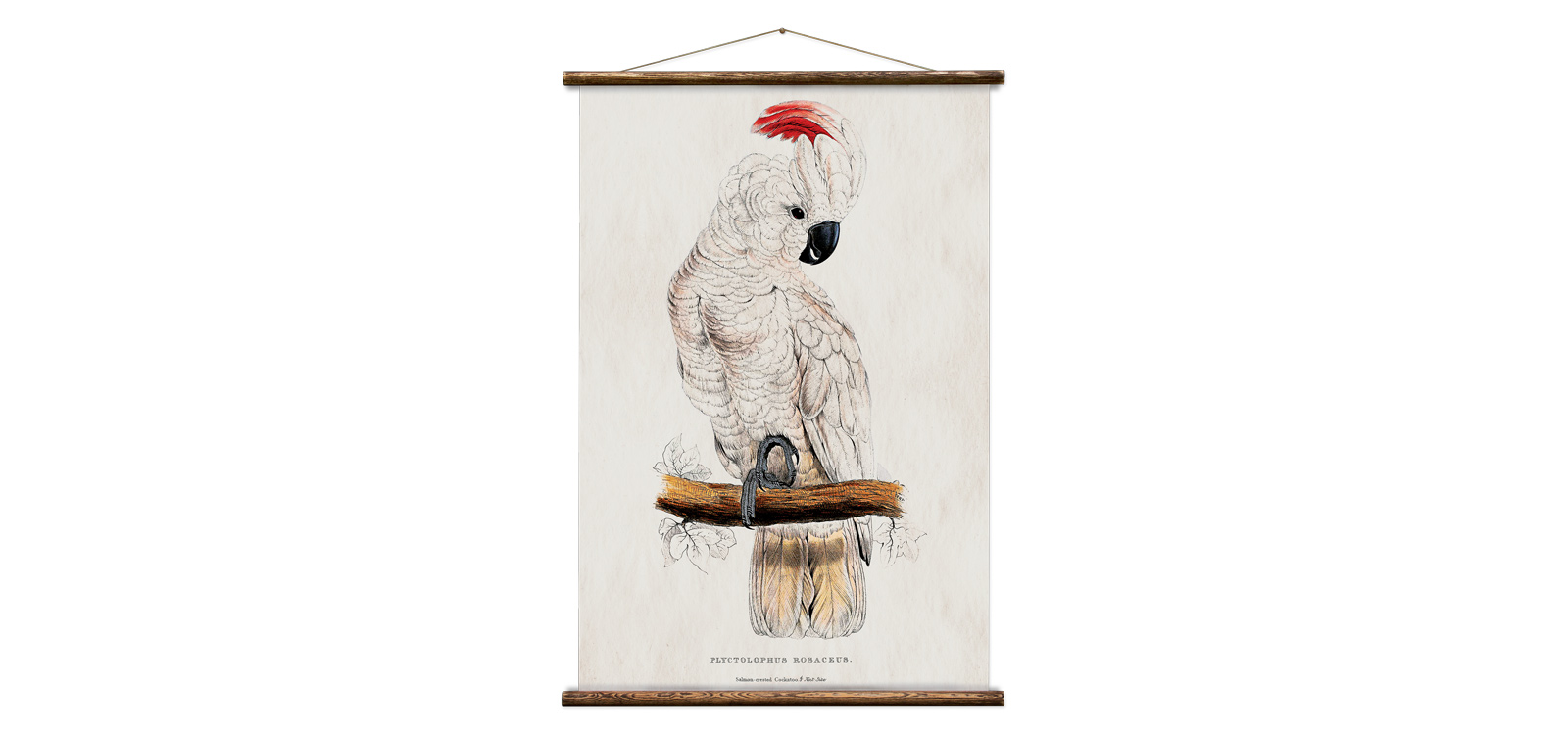 Erstwhile Cockatoo Wall Hanging Print