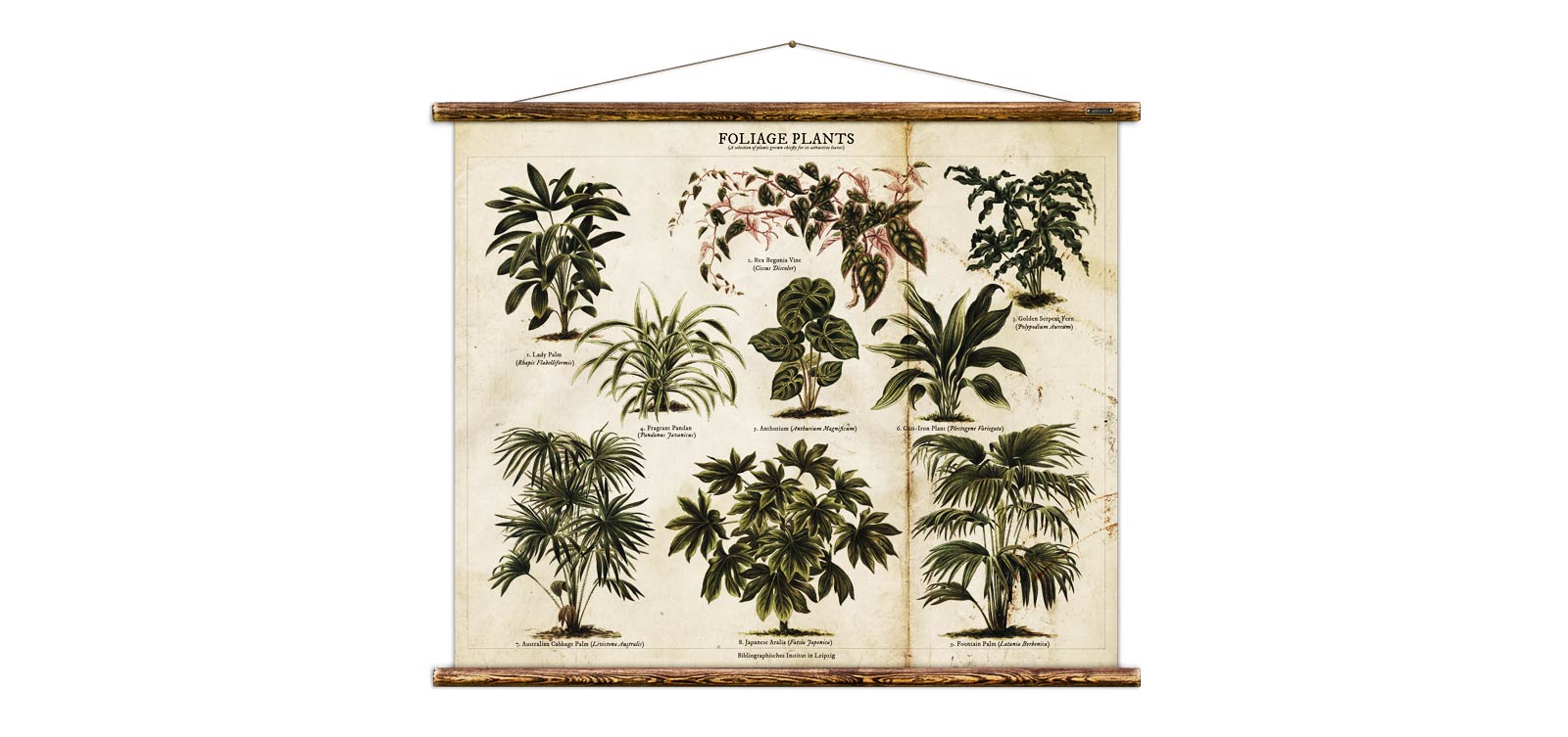 Erstwhile Foliage Plants Wall Hanging Print