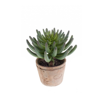 Dröm Collection Artificial cactus with earthenware flowerpot 18xh24cm