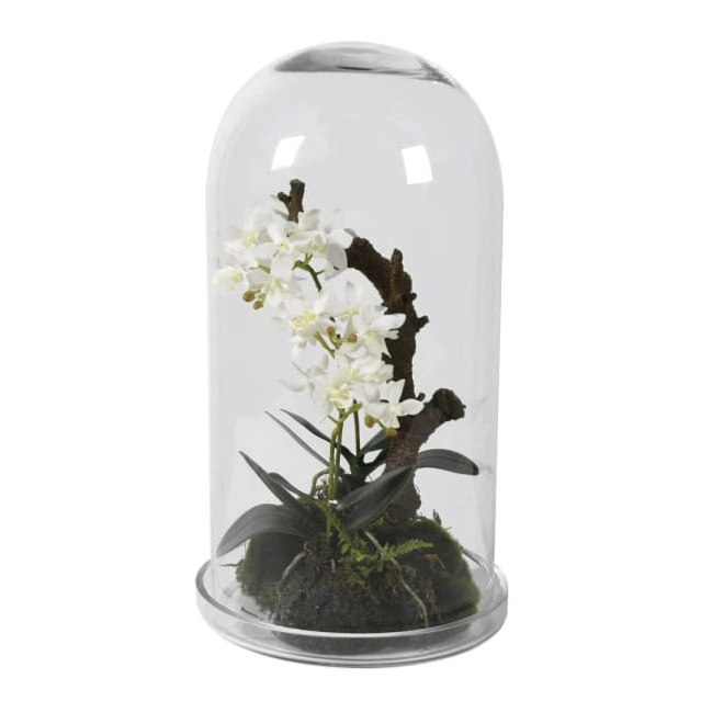 Barnbury Home Faux White Orchid Under Glass Dome