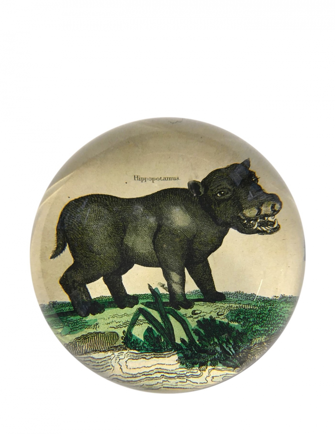 JOHN DERIAN Dome Happy Hippo Paperweight