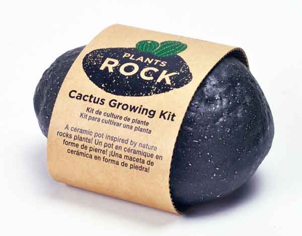 Noted Grow Cactus at Home Kit - Plants Rock!