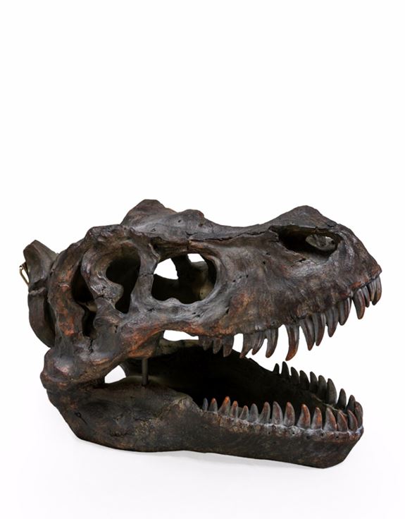 Parlane Large T-Rex Skull Wall Art