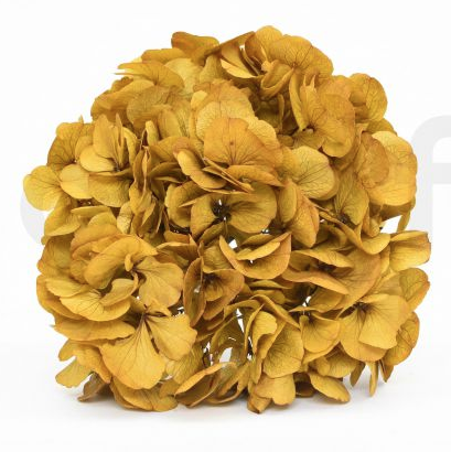 second flor Preserved hydrangea d20-25 cm - Height 25-35 cm in ochre