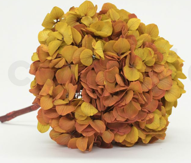 Trouva: Hortensia preservada d20-25 cm - Altura 25-35 cm en naranja ocre