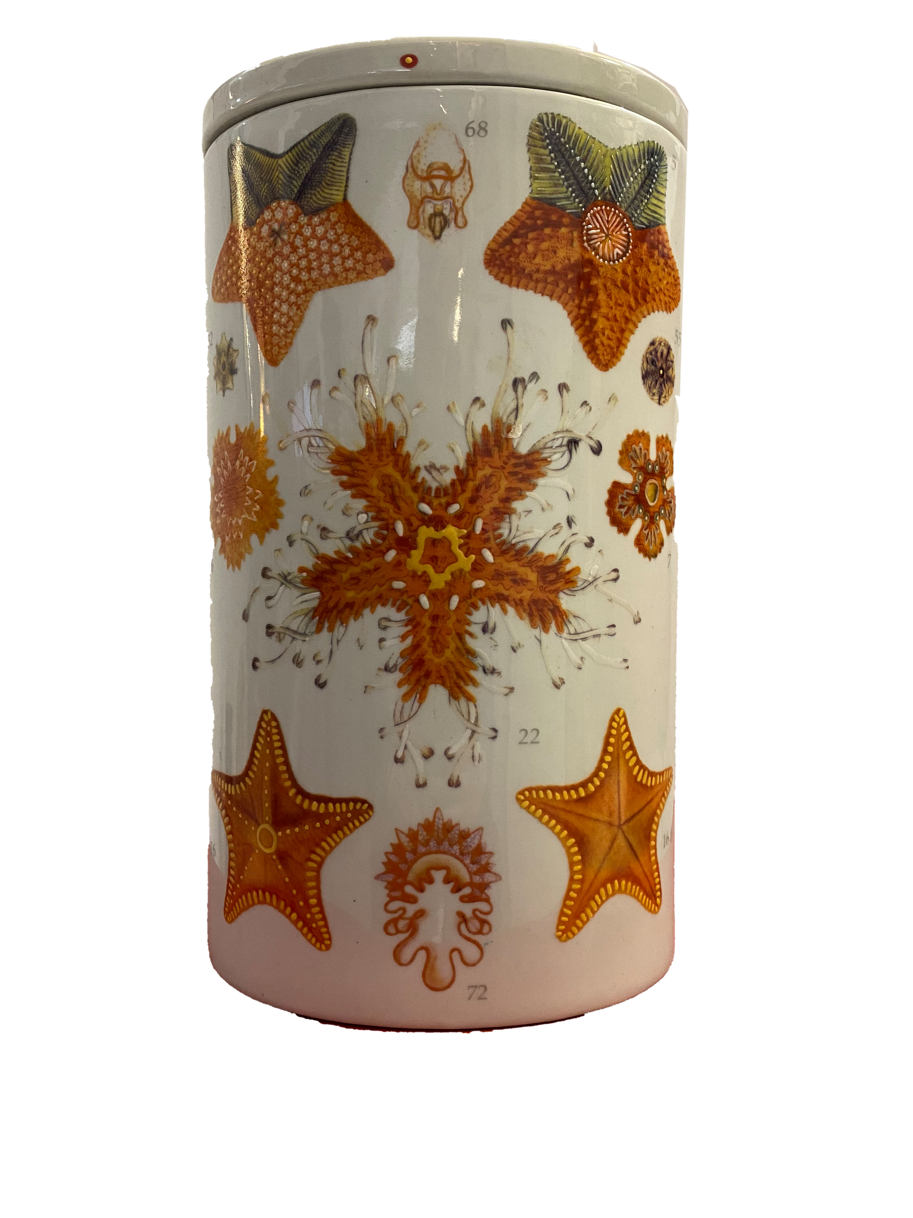 Asiatides Oval Box/Vase Seastars 25 x 14,8 x 15 cm