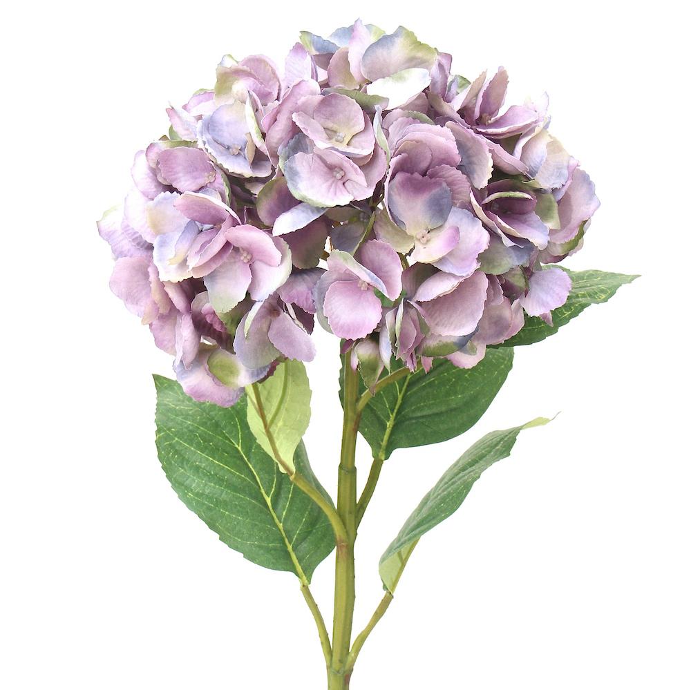 Or & Wonder Collection Hydrangea Purple Late Season Mophead