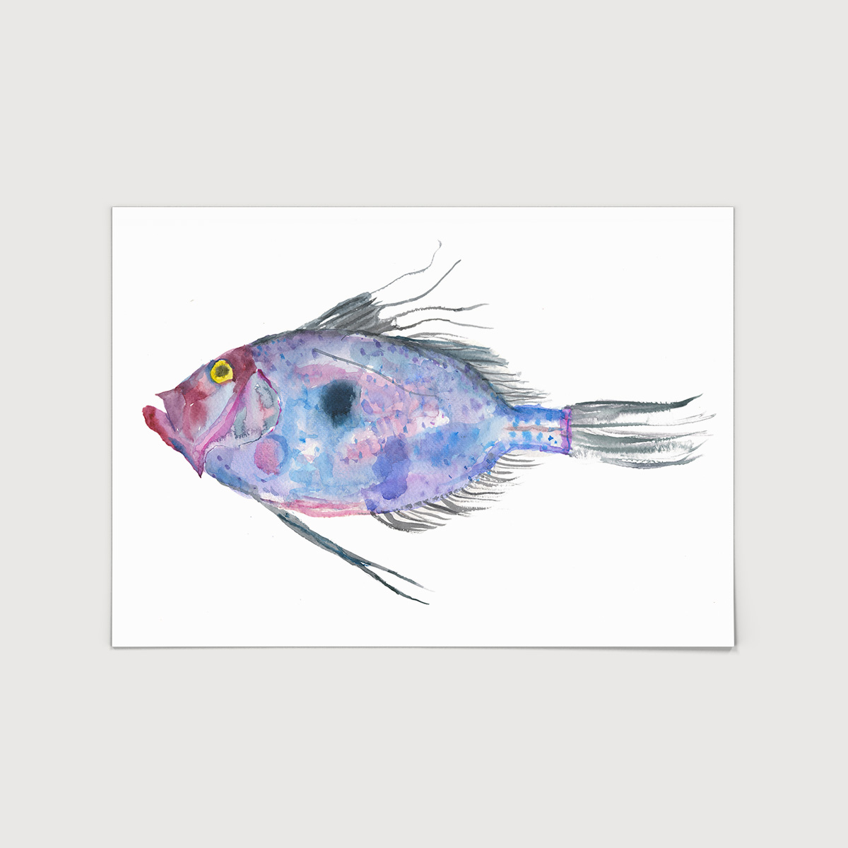 Rosie Webb  John Dory A4 Art Print