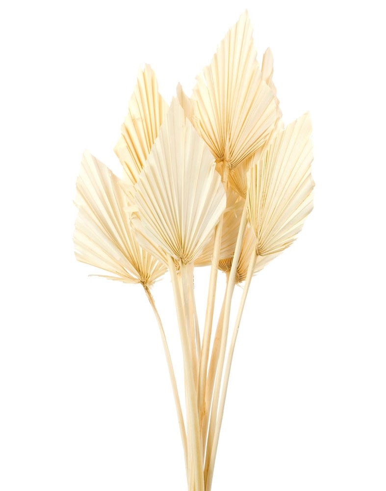 5 Mini Bleached Palm Leaves