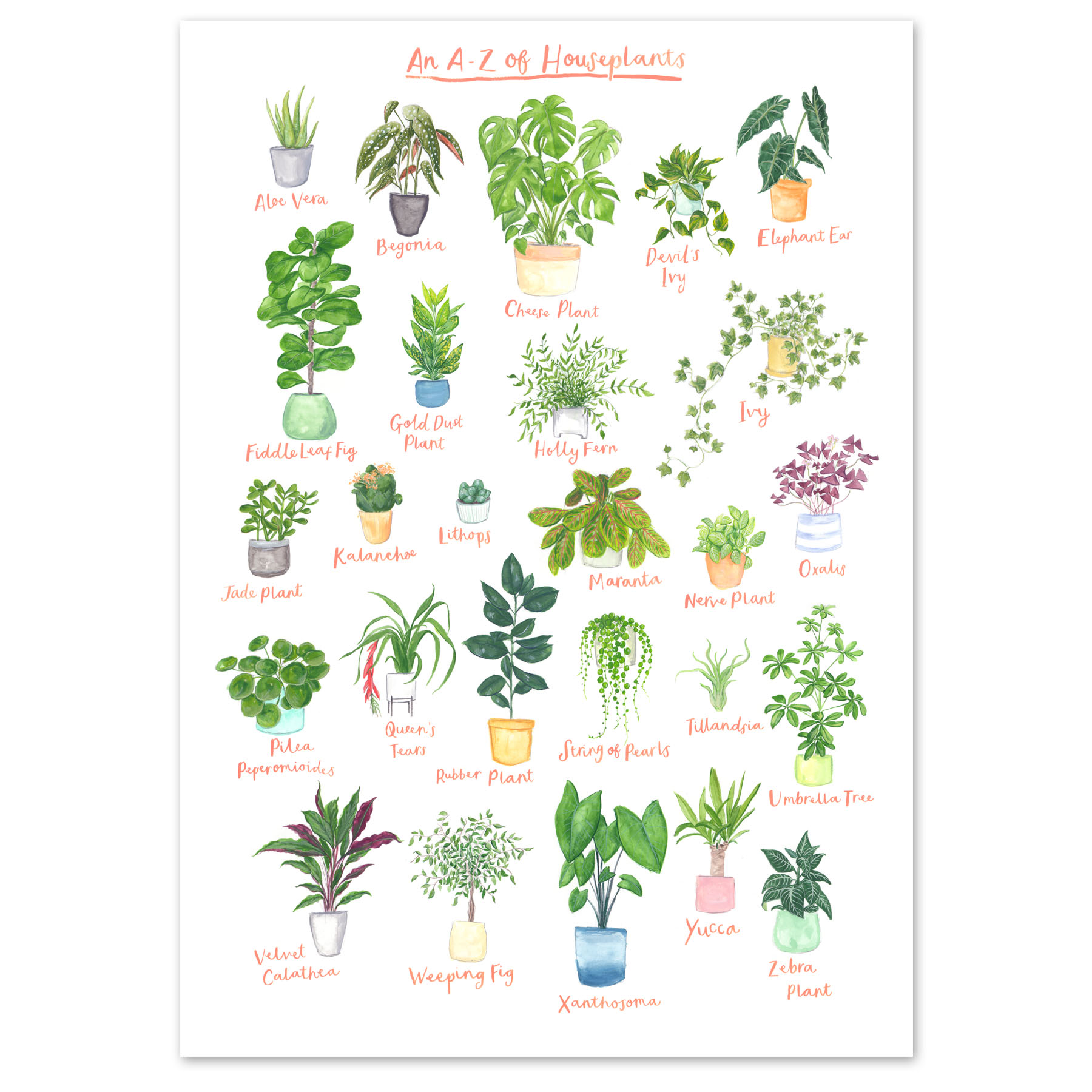 Fiona Purves A3 A to Z Of House Plants Art Print