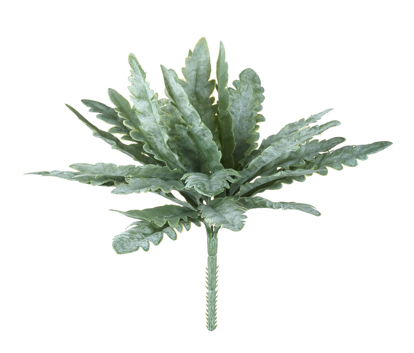 or-and-wonder-collection-dusky-green-asplenium-fern-spray