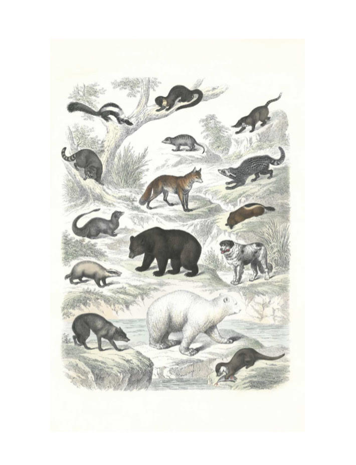 Designfirman Vintage illustration Print Bears 