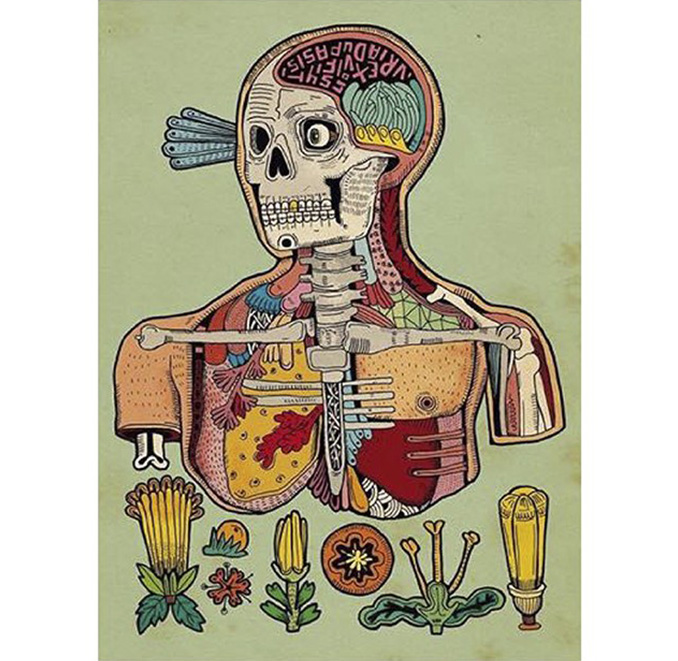 asis-percales-a4-anatomy-of-a-sesi-body-asis-percales-illustration-print