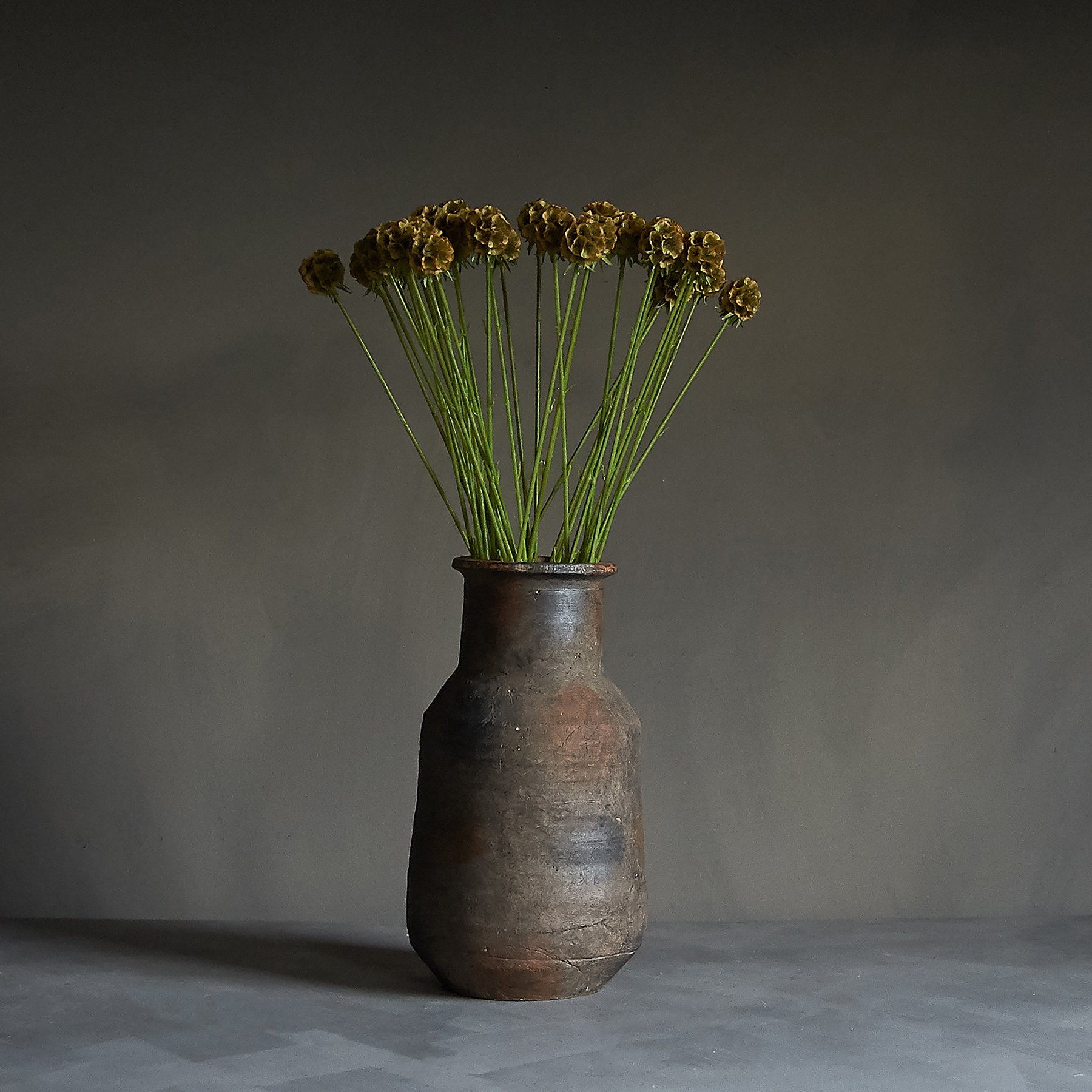 Abigail Ahern Scabiosa Single Stem