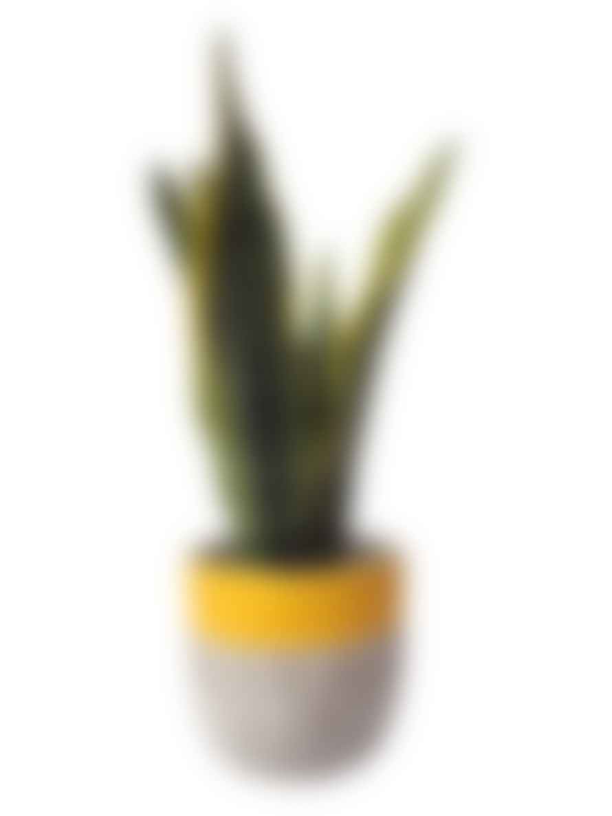 Hi Cacti Snake Plant Sansevieria House Plant