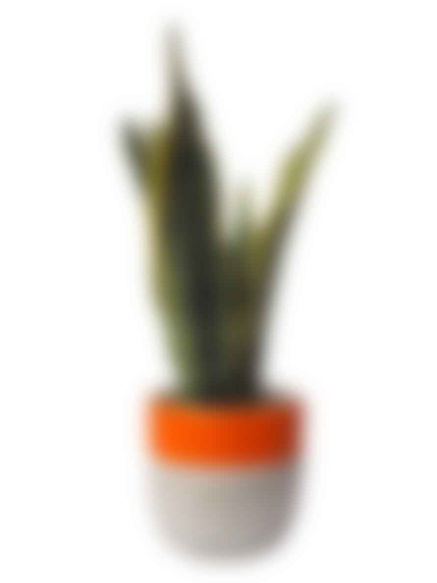 Hi Cacti Extra Large Orange Concrete Plant Pot