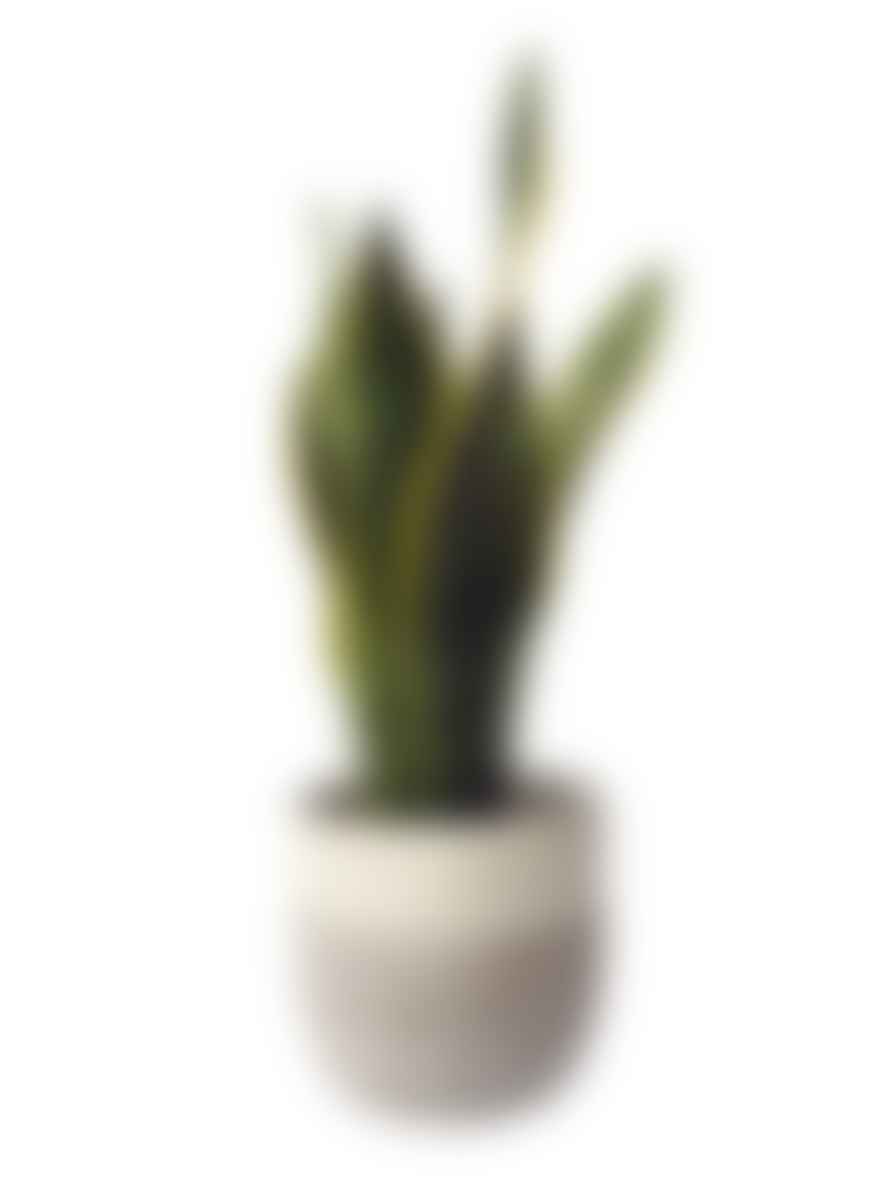 Hi Cacti Extra Large White Concrete Plant Pot