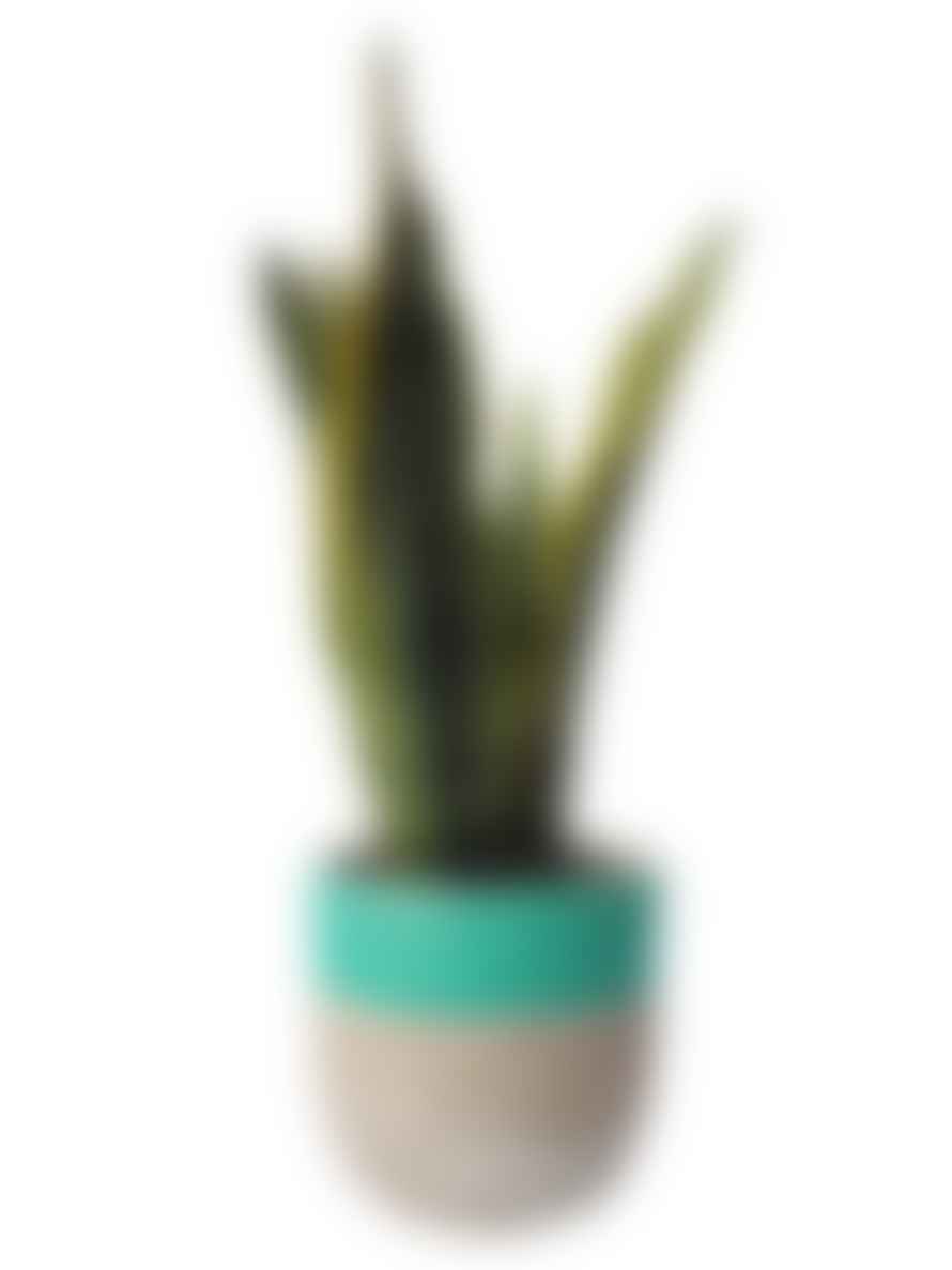 Hi Cacti Medium Turquoise Concrete Plant Pot