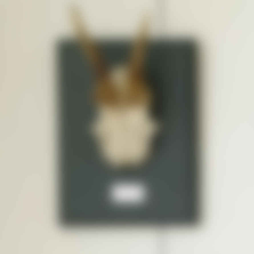 Pale & Interesting Single Deer Horn Plaque